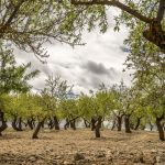 Skogsplanteringsprojekt i Malaga, Spanien populärt land att bosätta sig i, Spaniens allra bästa smörgås