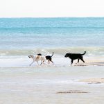 Rökfri strand i Estepona, hundtillåtna stränder och spanska flygplatser bäst i Europa
